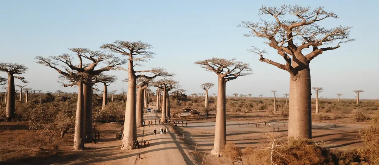 From isolation to innovation: Madagascar’s digital journey takes off image